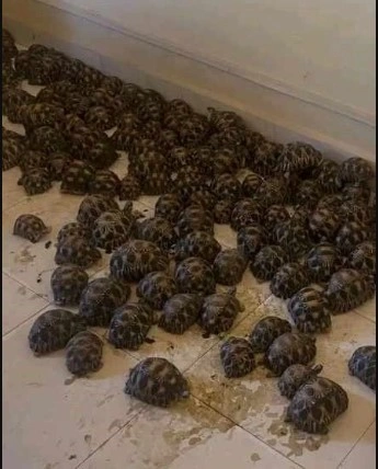 Animaux protégés Madagascar