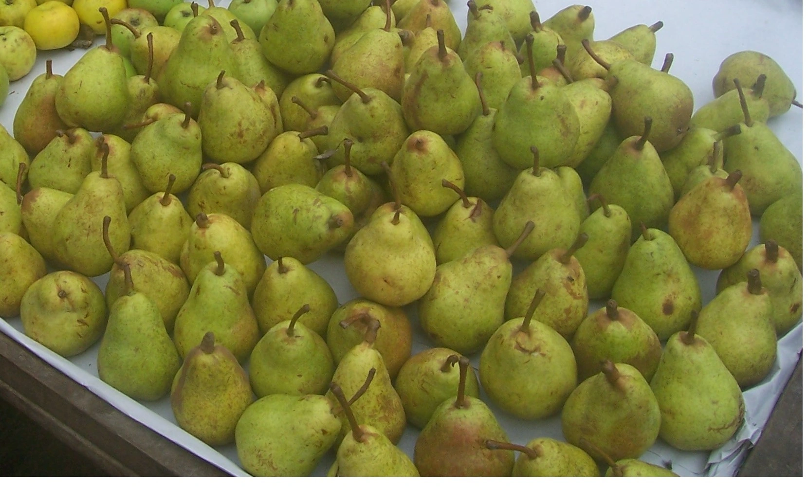 : Maro ny vokatsoa azo avy amin’ny poara