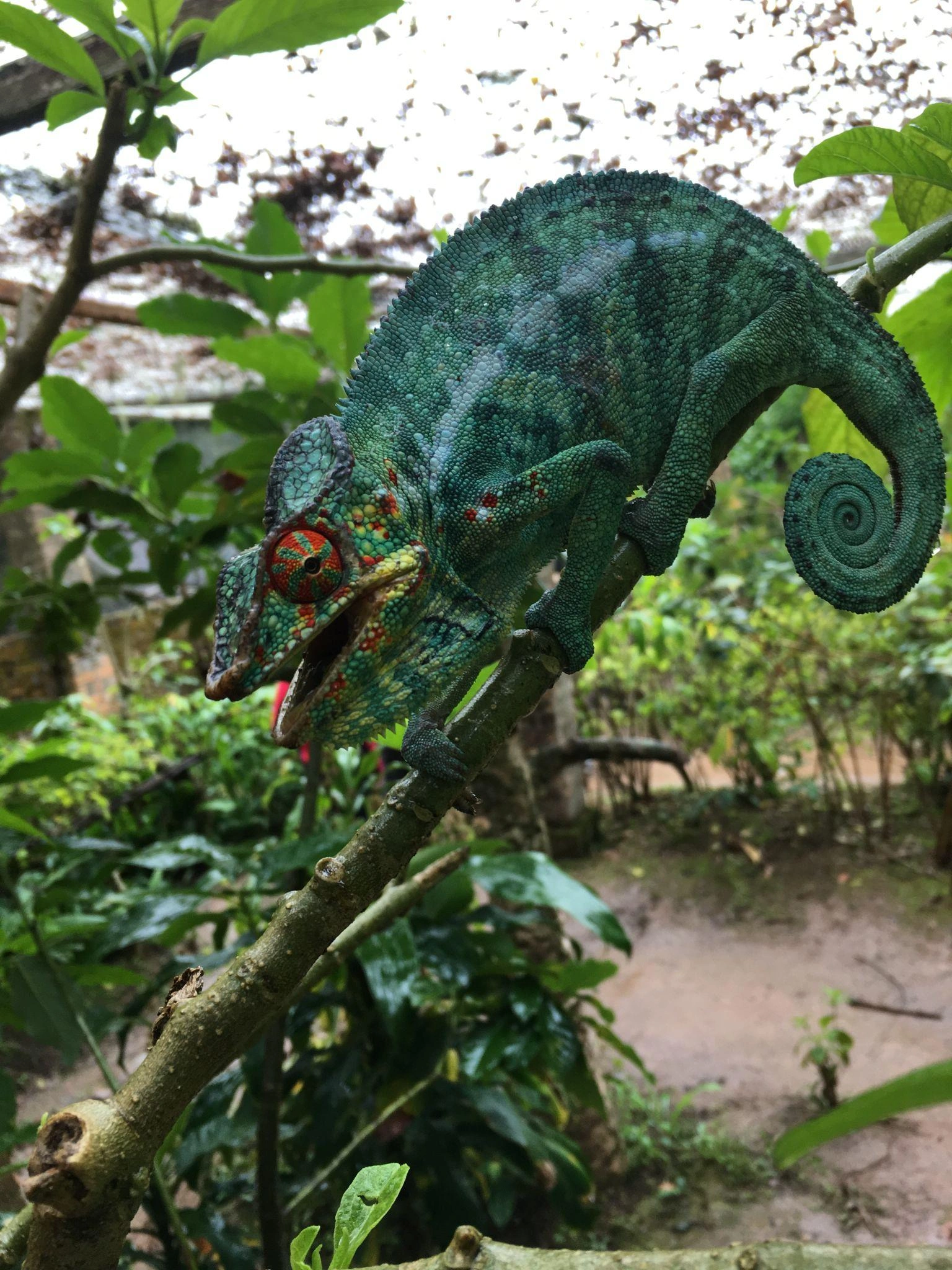 Caméléon endémique de Madagascar — biodiversité représentée dans l'œuvre
