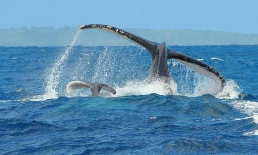 Festival des Baleines Sainte-Marie 2026