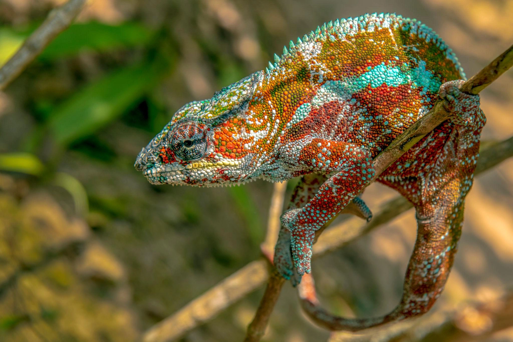 Espèce endémique de caméléon — conservation et art à Madagascar