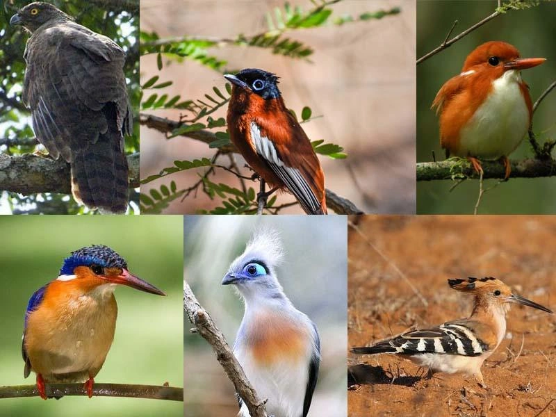 Le Vintsy — oiseau emblématique de Madagascar au bleu et orange éclatants