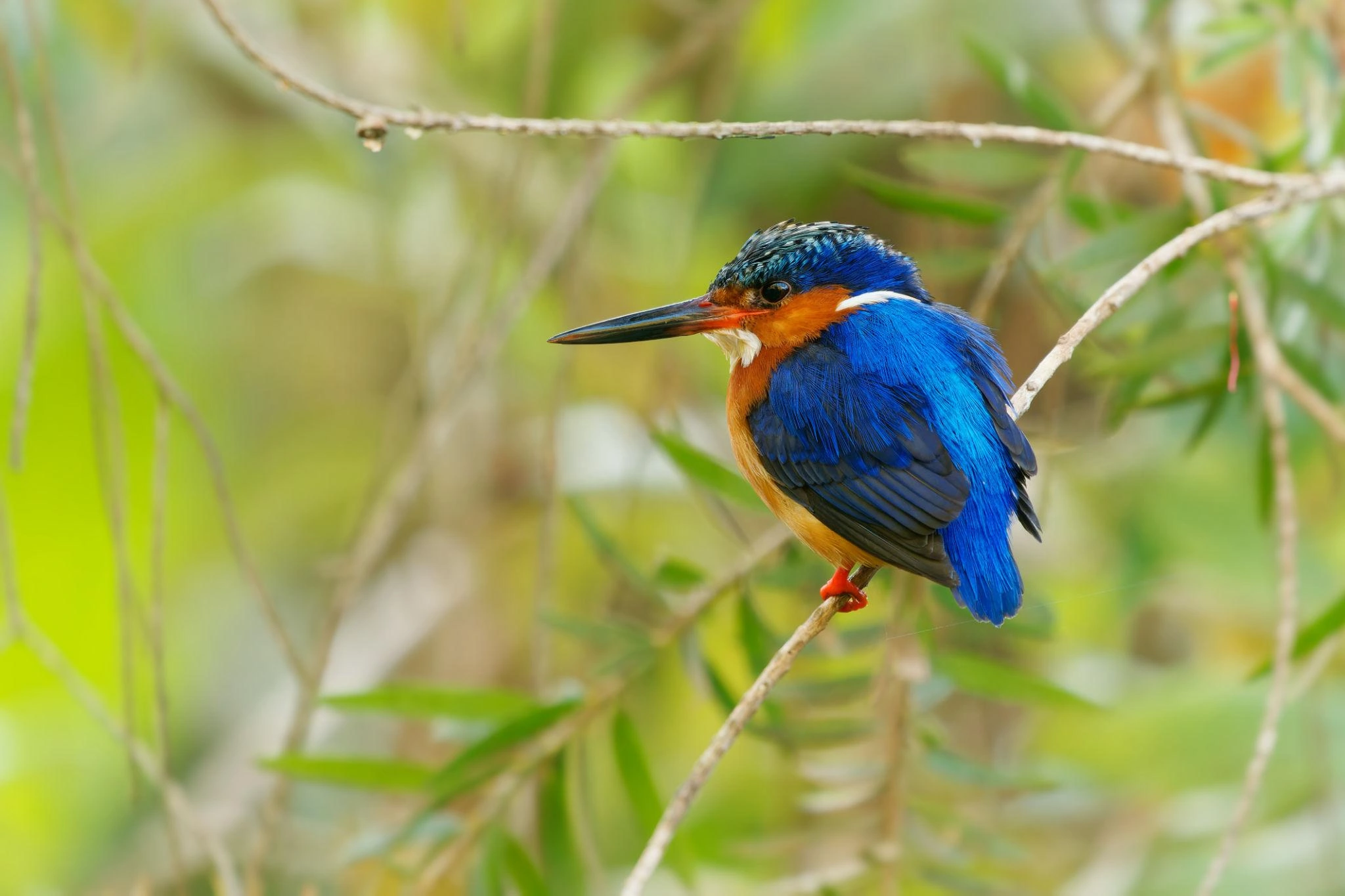 Avifaune endémique de Madagascar — oiseaux représentés sur la fresque d'Ivato