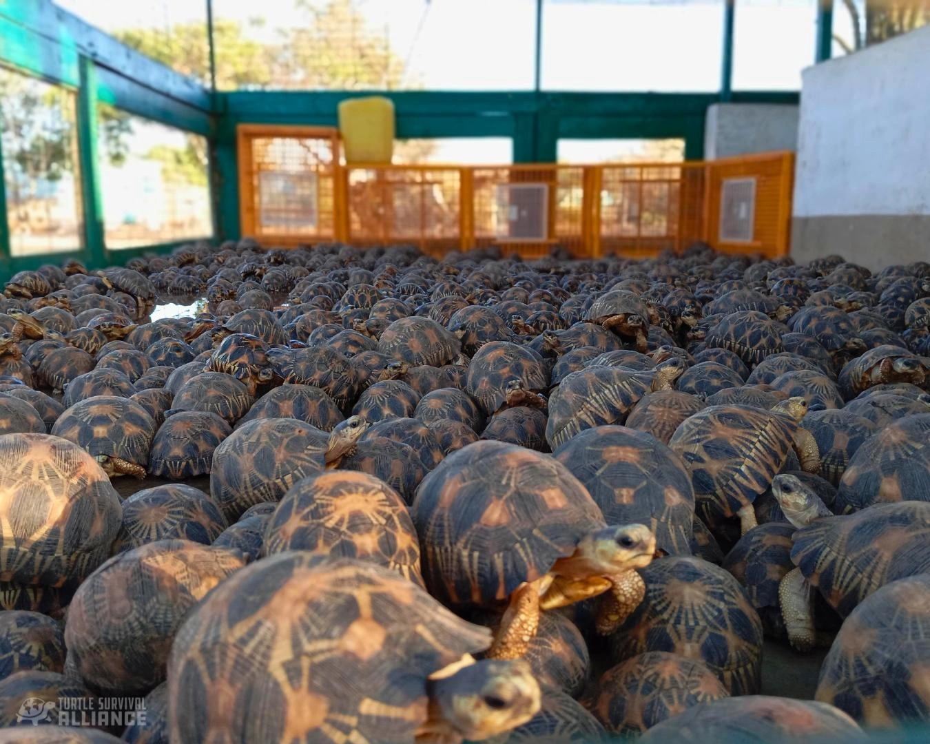 Sokatra voavonjy – Turtle Survival Alliance Madagasikara