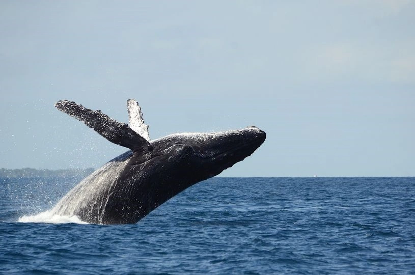 Festival des Baleines Sainte-Marie
