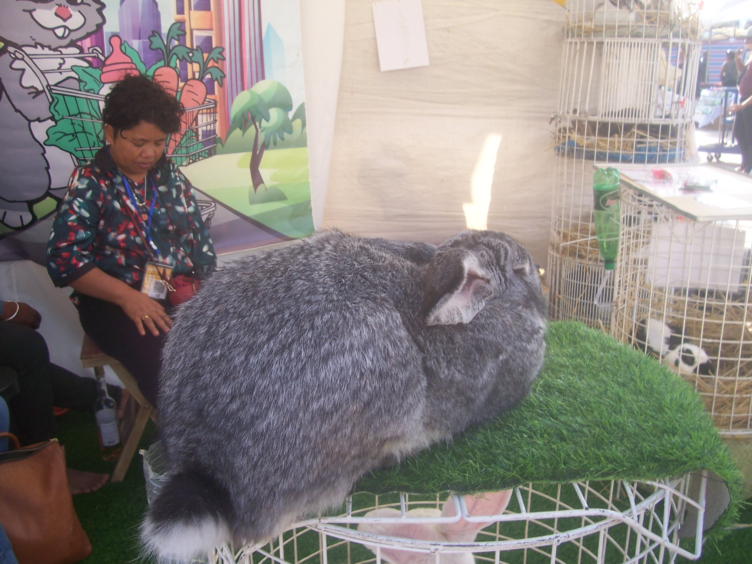 Description de l'image