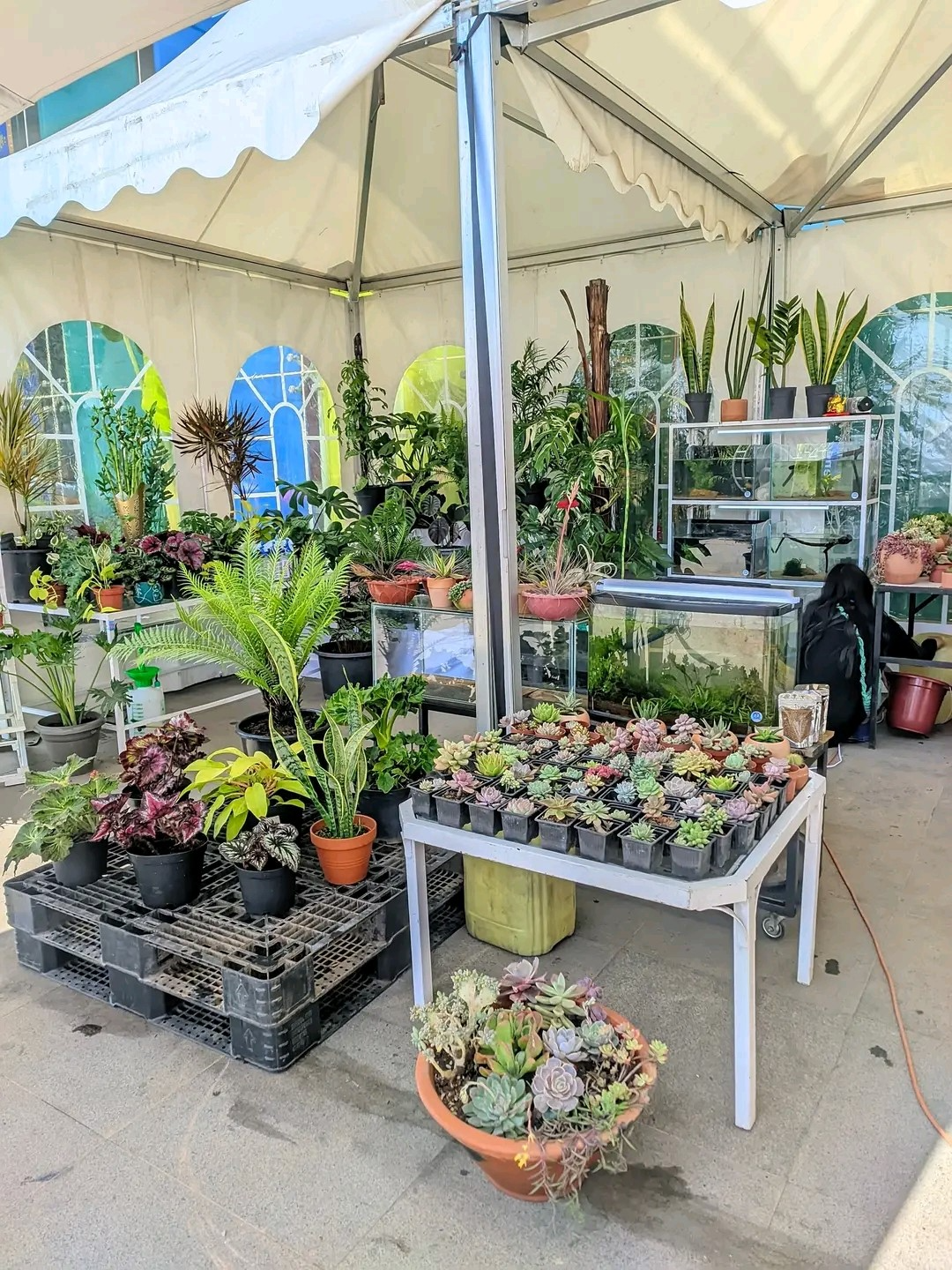 Description de l'image