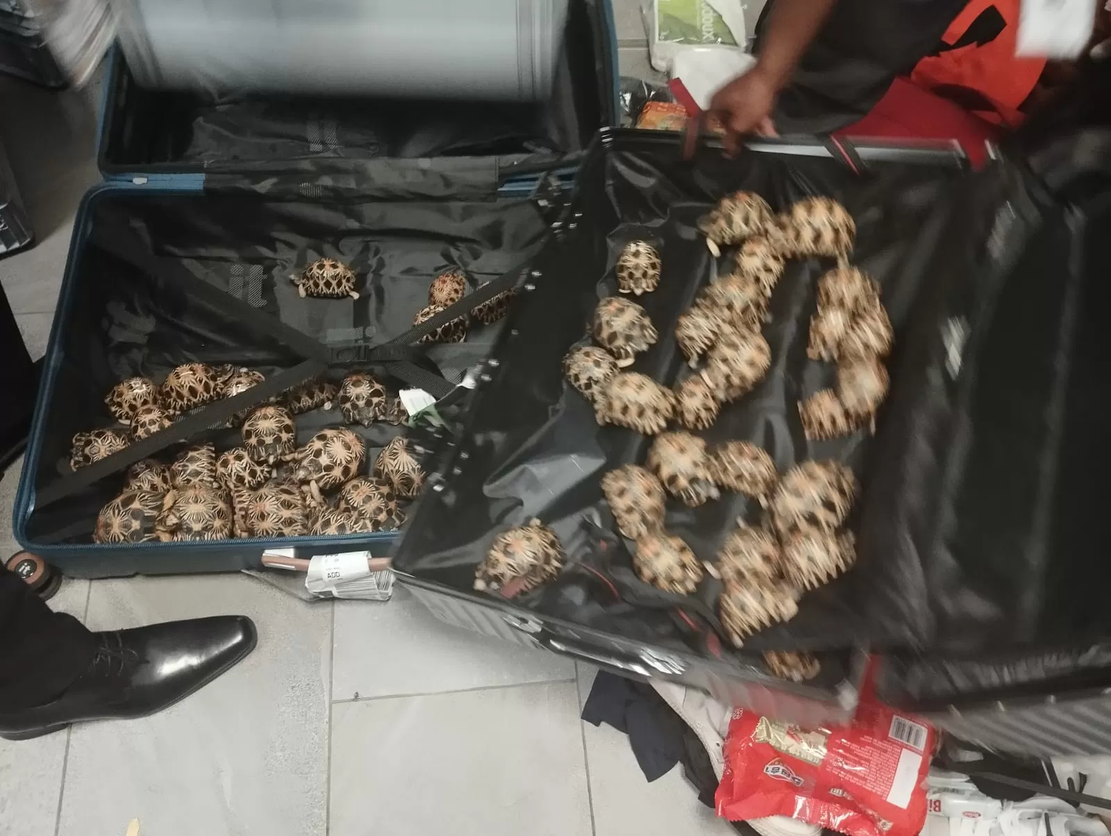 Description de l'image