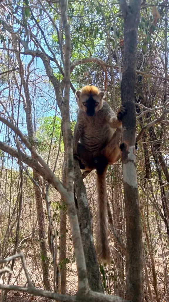 Description de l'image