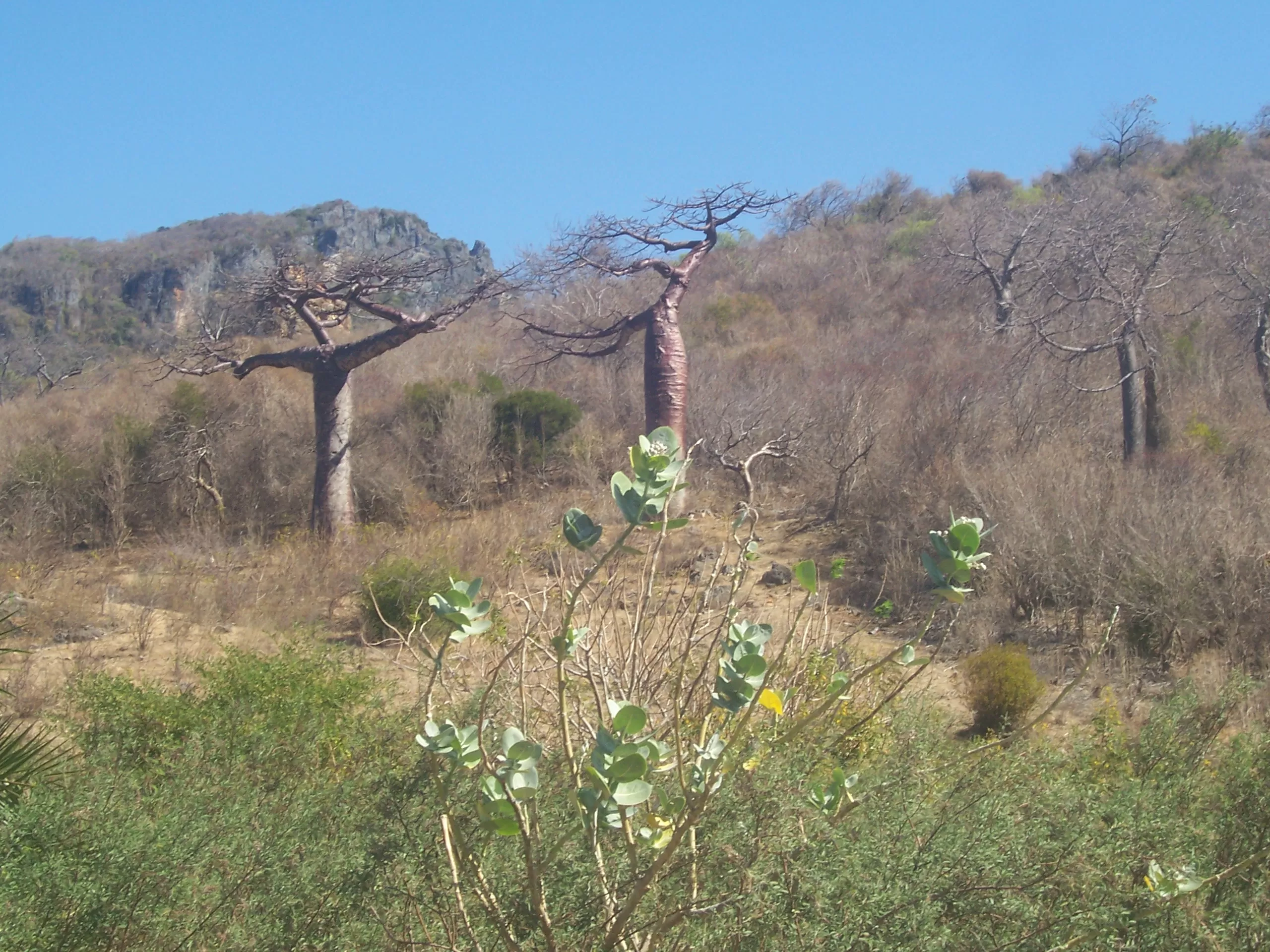 Merveilles de Madagascar