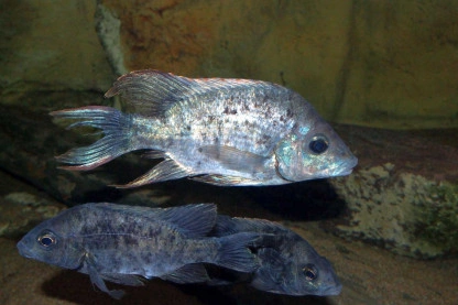 Joba mena poisson endémique Madagascar