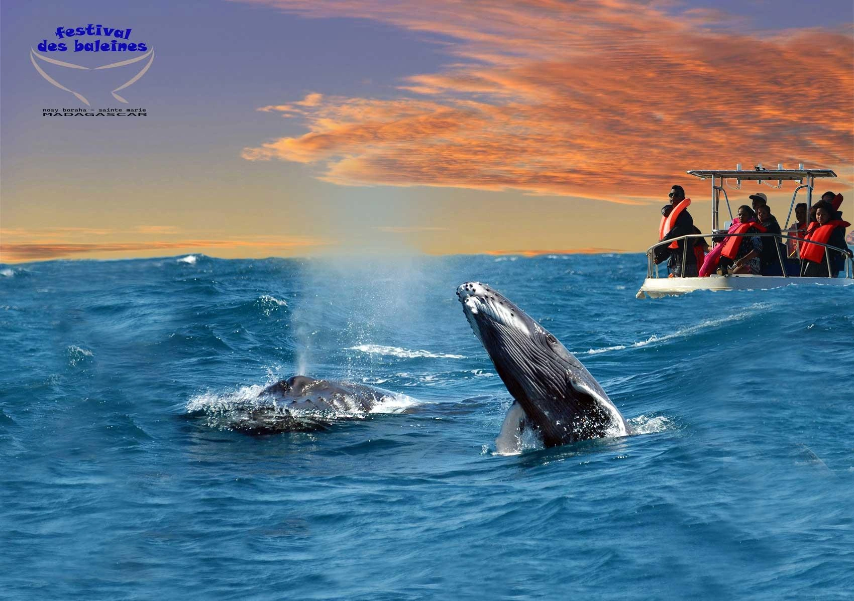 Festival des Baleines Sainte-Marie 2026
