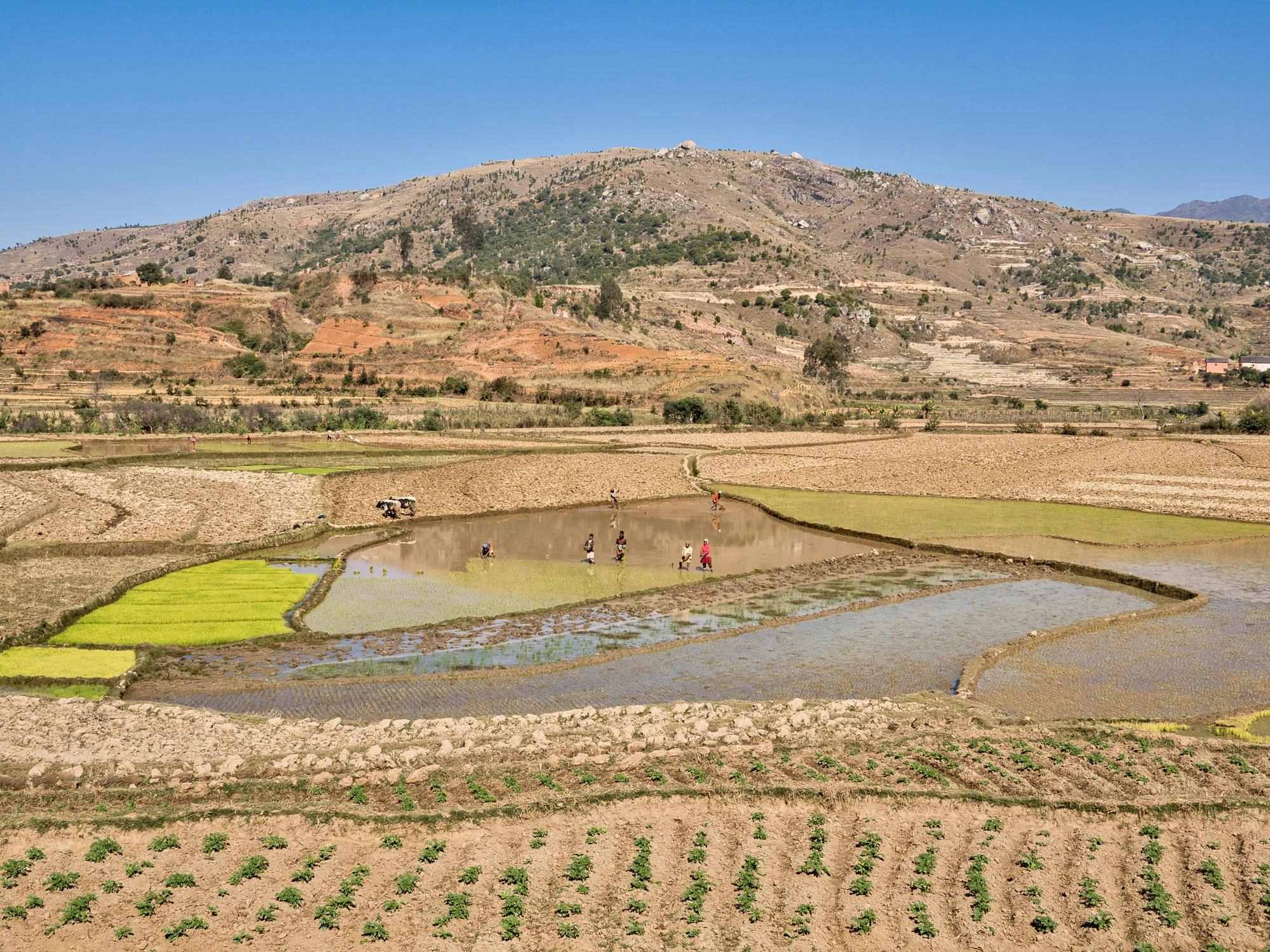 Ambatondrazaka, grenier à riz de Madagascar