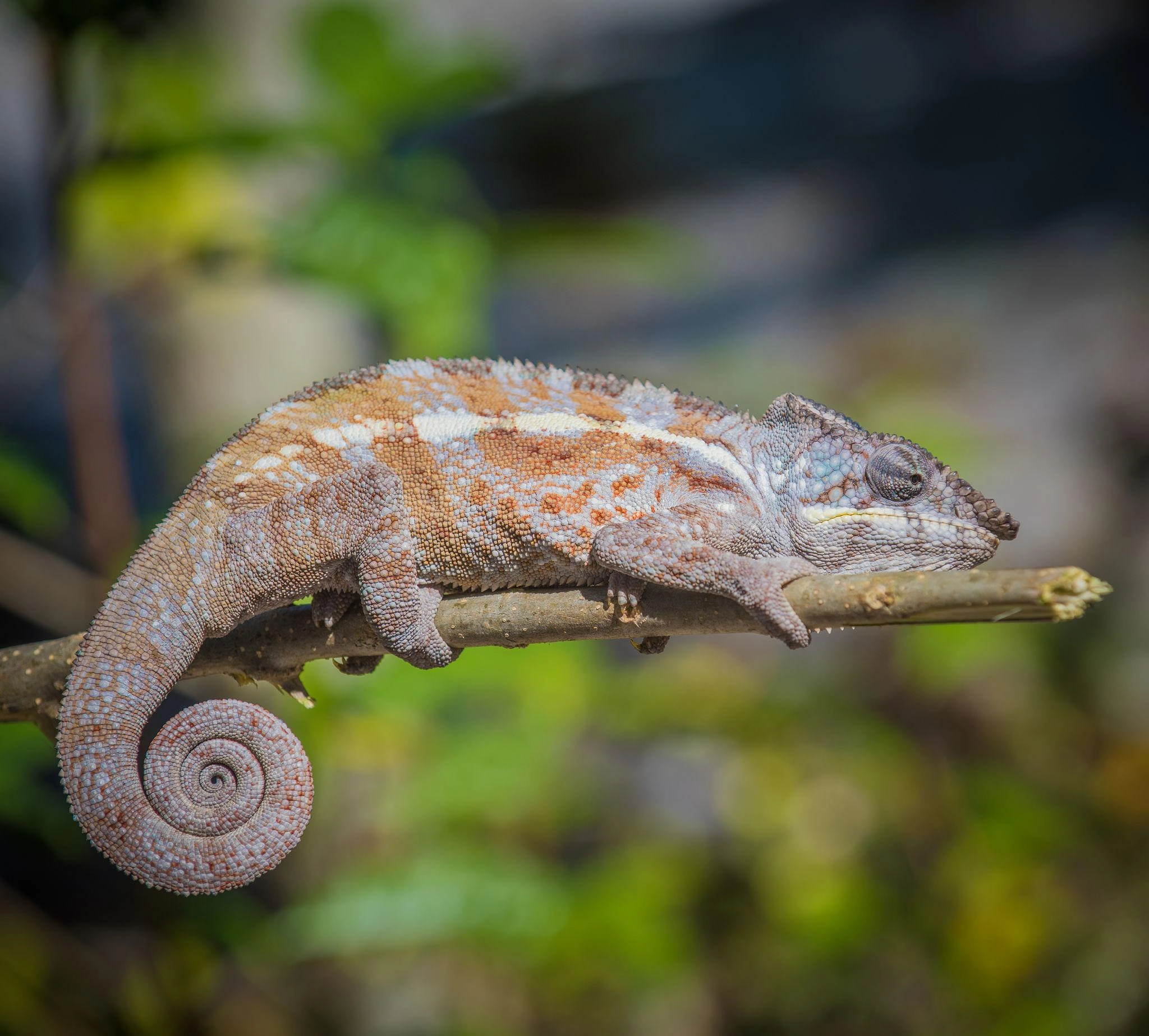 Furcifer pardalis — caméléon panthère, symbole de la faune malgache