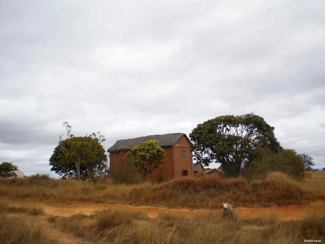 Antongona – rizières