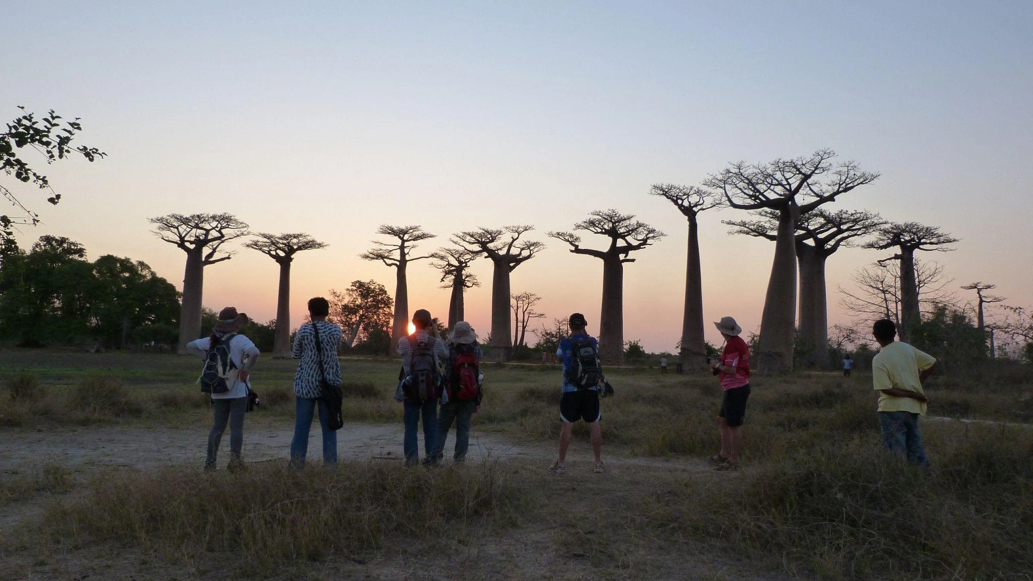 Les majestueux baobabs de Madagascar