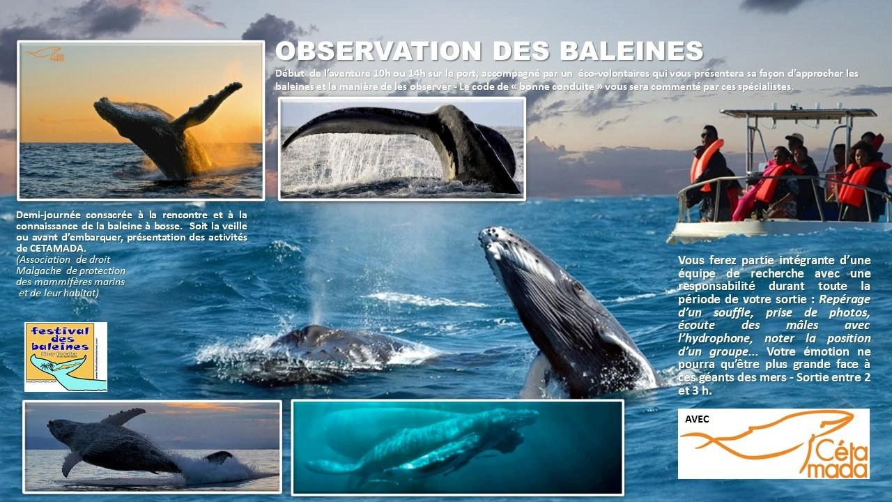 Excursions baleines — Festival Sainte-Marie 2026