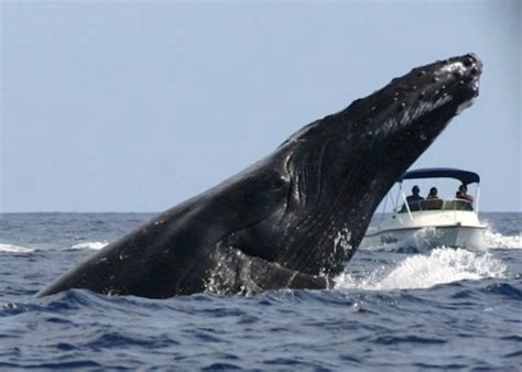 Festival des Baleines Sainte-Marie 2026