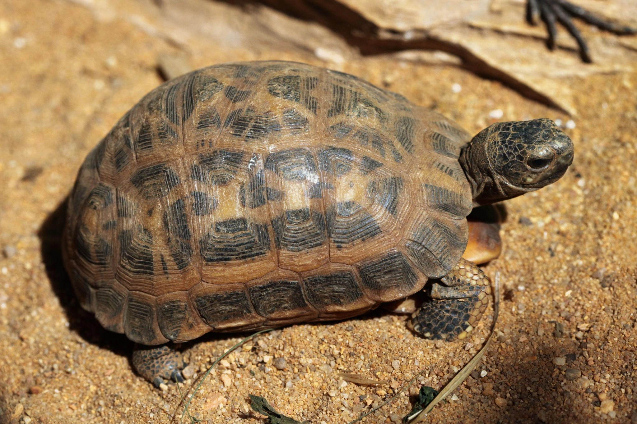 Sokatra taratra – karazana arovana