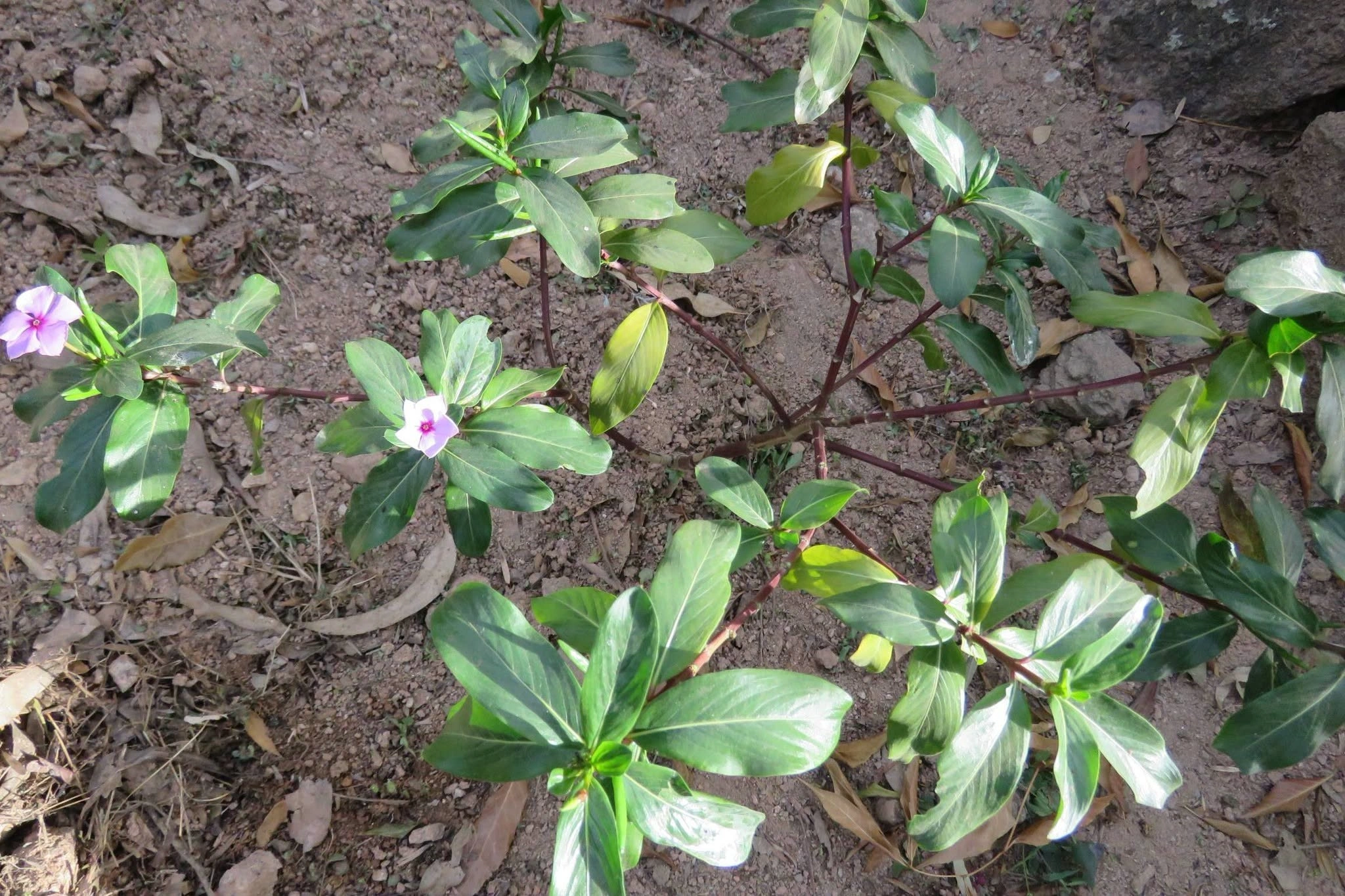Voanenina - Pervenche de Madagascar