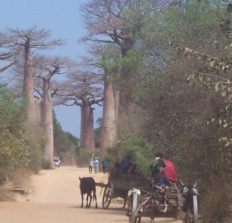 Fizahantany-Madagasikara — Mpizahatany maro no mbola babon’ ny baobab rehefa tonga eto
