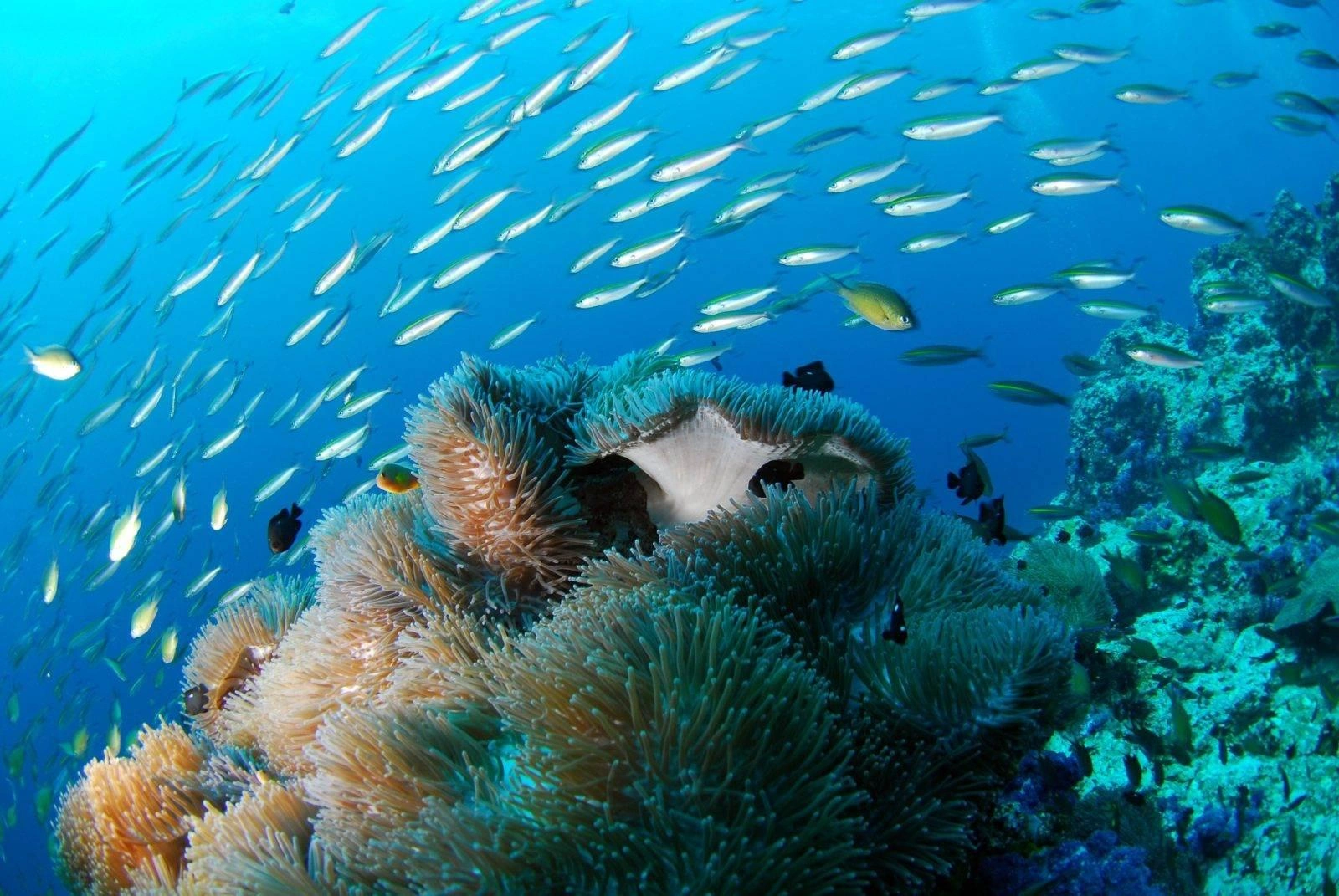 Our Ocean 2026 — Madagascar